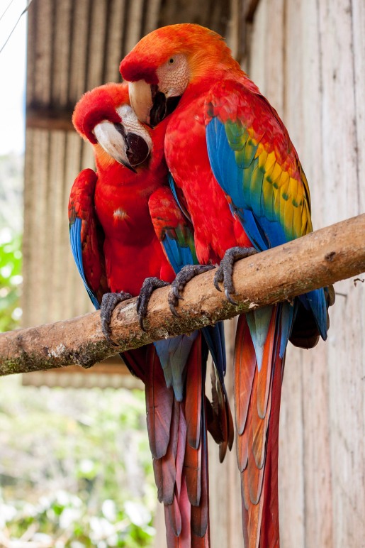 Two macaws in the Amazon